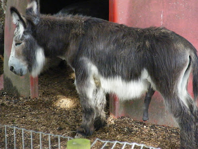 hung like a donkey hung like a donkey